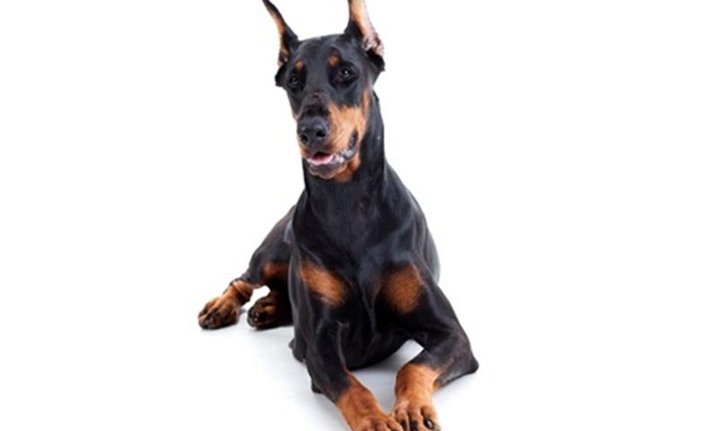 Doberman Pincher