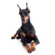 Doberman Pincher