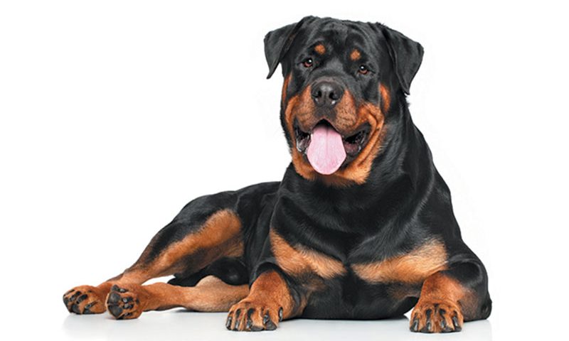 Rottweiler