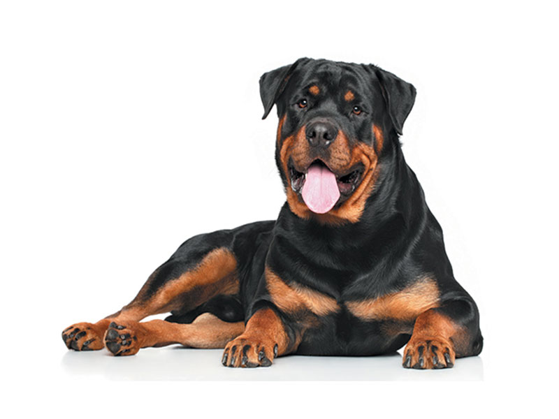 Rottweiler