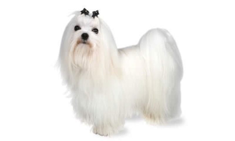 maltese dogs