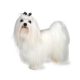 maltese dogs