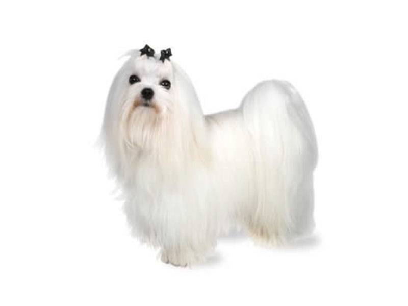 maltese dogs